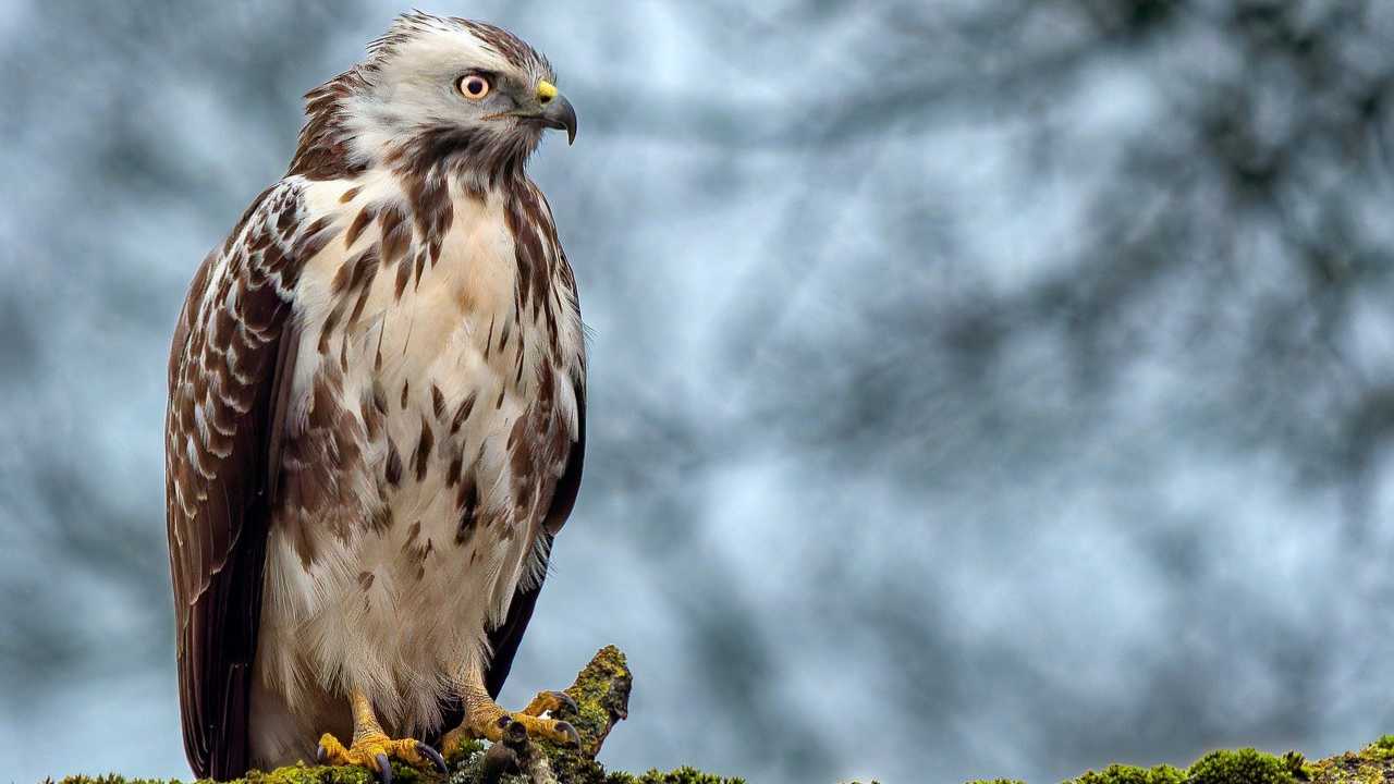 Qué es Midjourney y cómo funciona